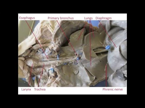 Respiratory System - Fetal Pig Dissection - YouTube