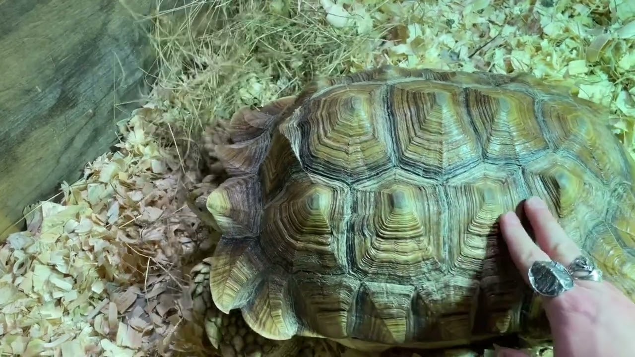 TREATMENT UPDATE: Sulcata with Metabolic Bone Disease (MBD)- Ethel