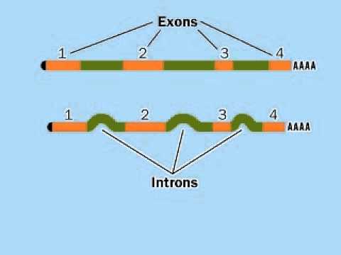Post-Transcriptional modification mRNA | RNA Processing