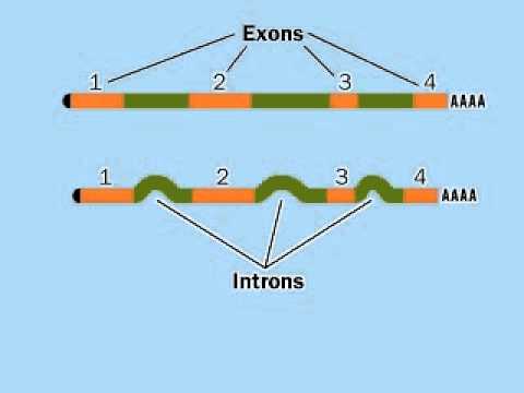 וִידֵאוֹ: מדוע שינוי RNA חשוב?