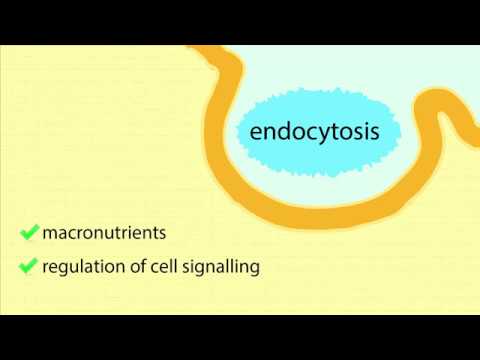 Endocytóza sprostredkovaná receptormi