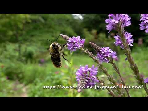 クロマルハナバチのオス　Bumblebee