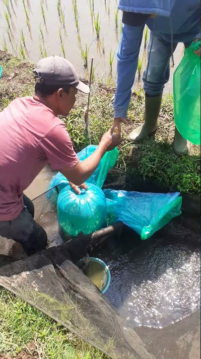 CARA PACKING IKAN HANYA MENGGUNAKAN PLASTIK (tanpa ribet bawa tabung oksigen)