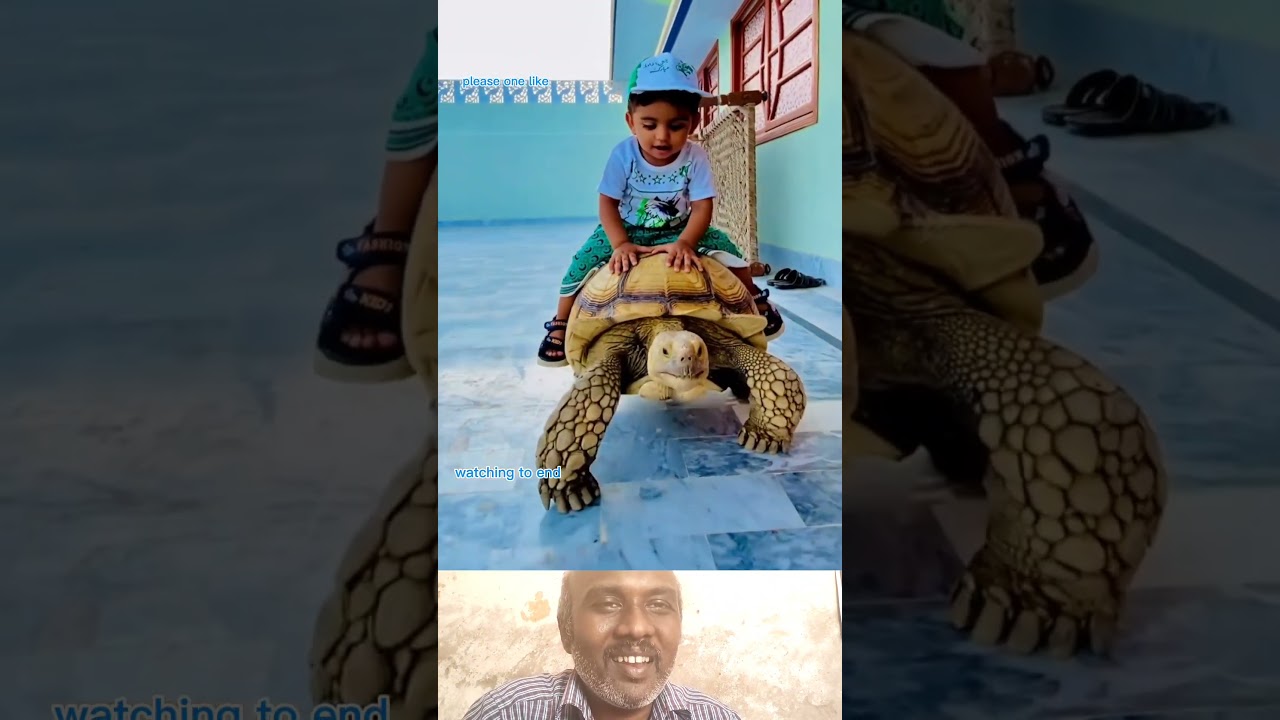 amai kuda valaduram #cutebaby #cutevideos #animalvideos #animalfriends #heartwarming #tortoise