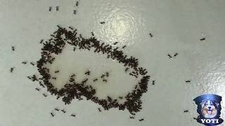 Ants having a sugar water feeding frenzy Time Lapse- Very small ants getting it done