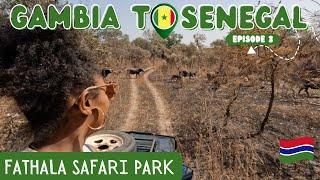 The Gambia to Senegal! - Fathala Safari Park | African Wildlife Video | Travel Vlog 2023