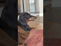 Dachshund uses THE FORCE to remove sister..!