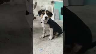 Hava Soğuk Gezmek Istiyor Öpekseverler Öpek Şvet