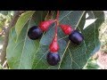 Aguacate de olor, aguacatillo, cigua blanca, Ocotea coriacea