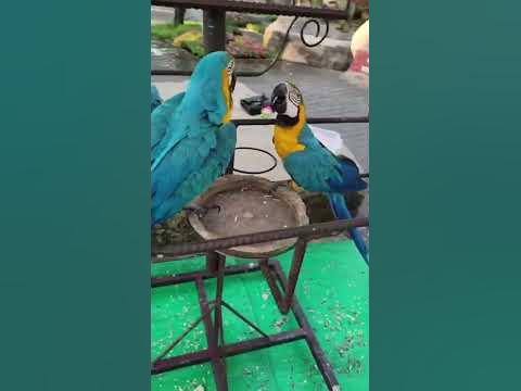 Нужно перевести, что сказал попугай🦜 #попугай #говорит #тайланд # ...