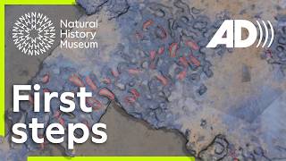 The oldest human footprints in Europe (Audio described)
