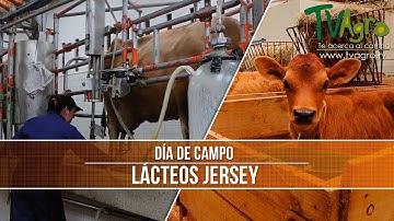 Cual es la Raza de Ganado de Leche mas Grande del Pais- TvAgro por Juan Gonzalo Angel
