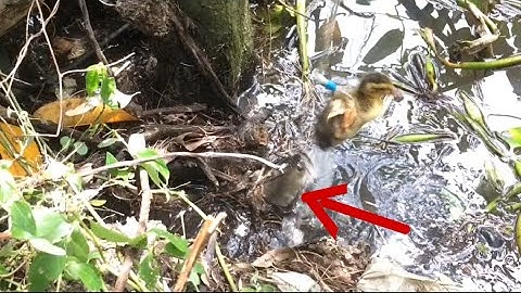 Góc cây huyền thoại ổ cá lóc đen thui, câu cá lóc nhấp cá bằng vịt cận cảnh những pha táp hấp dẫn