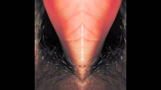 Venetian Snares- Szycag