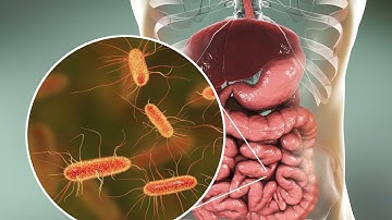 Machine learning model reveals hidden structure of human gut microbiome