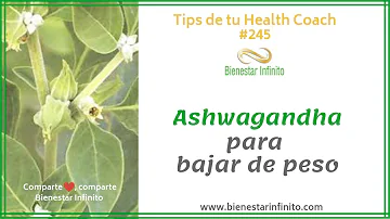 ¿Ashwagandha aumenta la pérdida de peso?