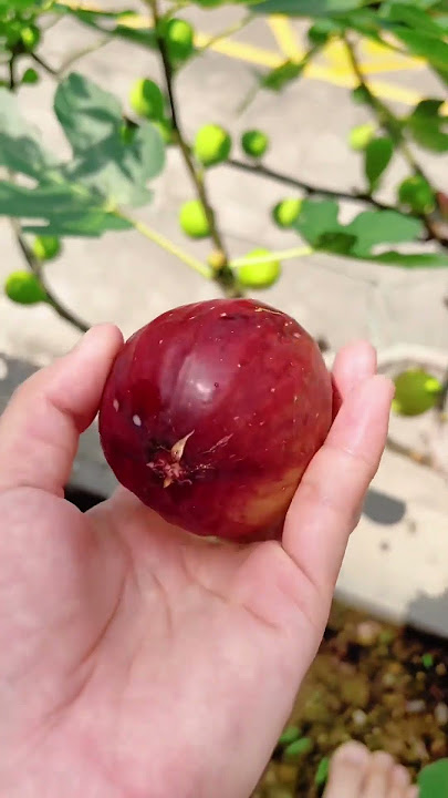 Ternyata ini Penyebab buah tin rasanya hambar #buahtin #tin