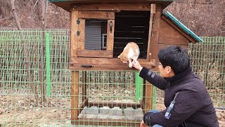 닭장 만들기 ; 파레트를 재활용한 친환경 시골 닭장 짓기 / How to build a chicken