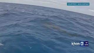 Another close shark encounter on Oahu