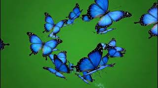 Emotional Butterfly Effect Green Screen FX: Cinematic Free Download & Overlay