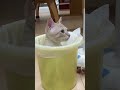 本家バージョン #cat #catvideos #ちゃちゃまる #ねこ #猫 #apt #cute