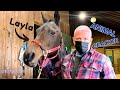 ARABIAN HORSE RESCUED FROM a KILL PEN ~ (1st Chiro Adjustment)