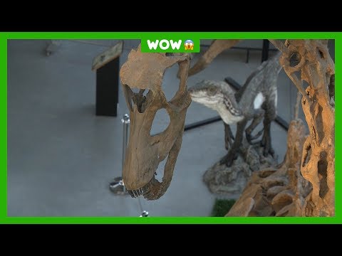 Video: Dinosourus-geraamtes. Museums met dinosourus geraamtes