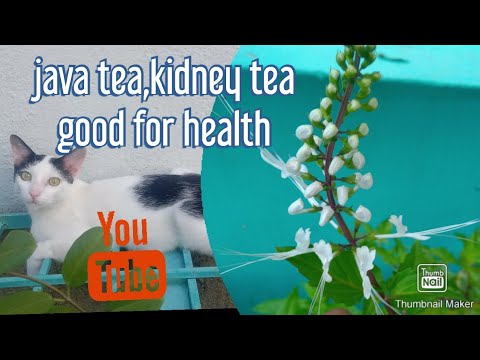 How to make java tea #poonai meesai plant #kanchana #gardening #beauty