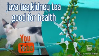 How to make java tea #poonai meesai plant #kanchana #gardening #beauty