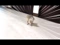 名前を呼ぶとダッシュで駆けつけてくれるリス