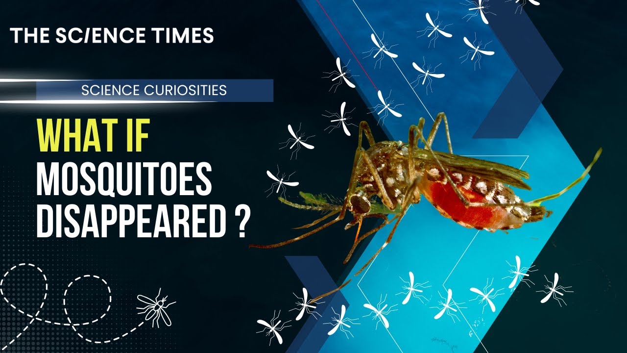 What If Mosquitoes Disappeared? YouTube