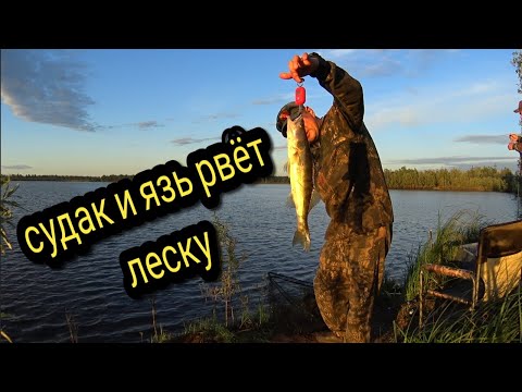 ЯЗЬ РВЕТ ЛЕСКУ / СУДАК У БЕРЕГА / РЫБАЛКА 2022 С НОЧЁВКОЙ #тайгахмао #судак #окунь
