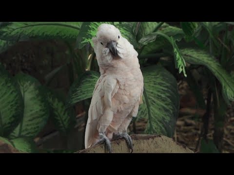 वीडियो: काकाटुआ कितने बड़े हैं?