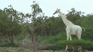 A pair of giraffes with leucism, a condition that inhibits pigmentation in skin cells, have been filmed by conservationists for the first time in Kenya.