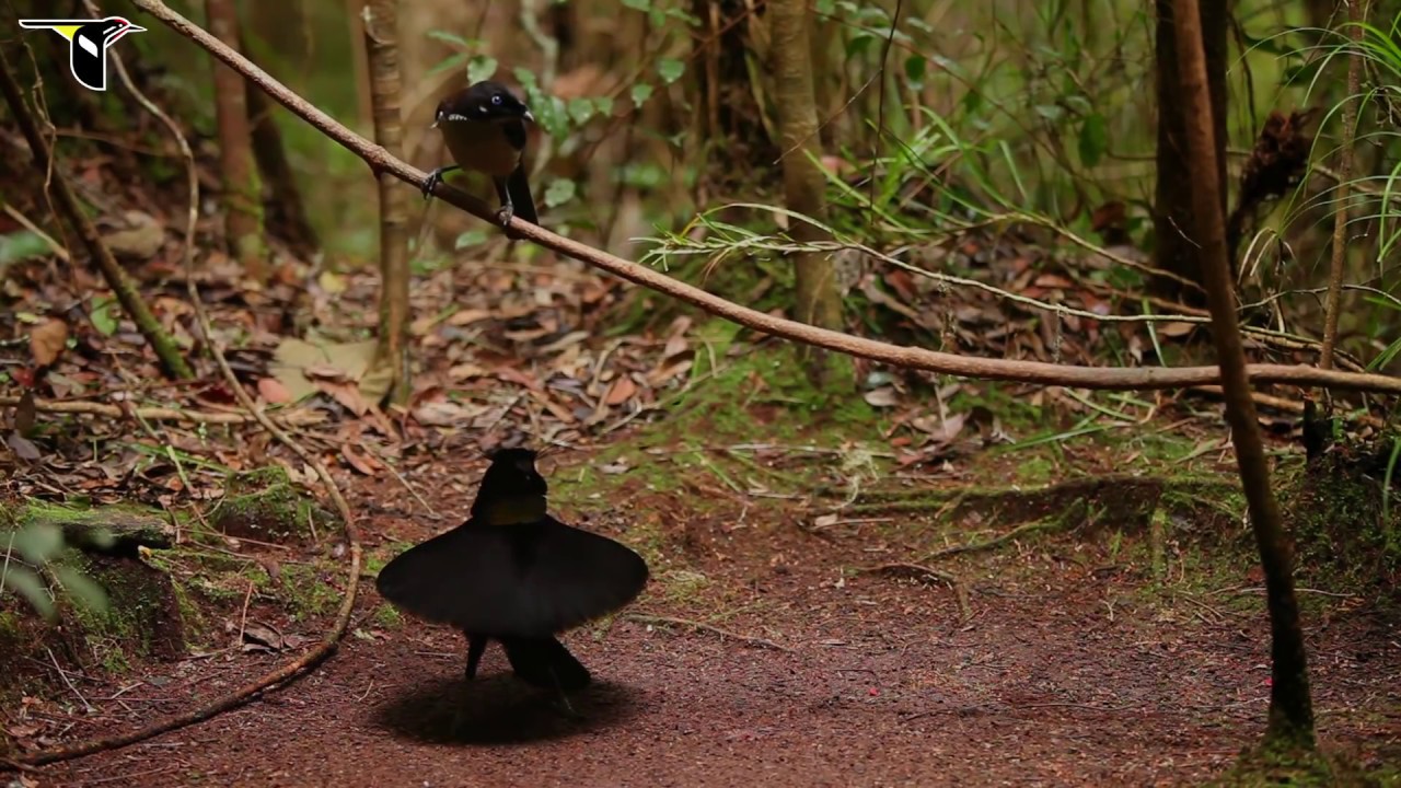 あの超黒素材ベンタブラックに匹敵するほど真っ黒な鳥「超黒鳥