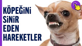 Köpeğine Farkında Olmadan Yaptığın 7 Zararlı Şey | Köpek Videoları | Hayvanlar Alemi - Aklında Olsun