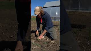 CARROT TOP ORGANICS TALKS ABOUT BIODIVERSITY AND FARMING