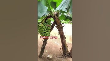Thumbnail of natur lover #song #music #telugusongs #love #viral #trending #duet