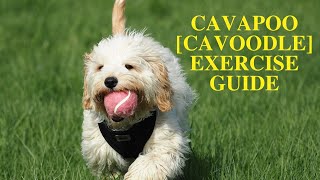 Cavapoo [Cavoodle] exercise guide by Barkercise 773 views 3 years ago 5 minutes, 27 seconds