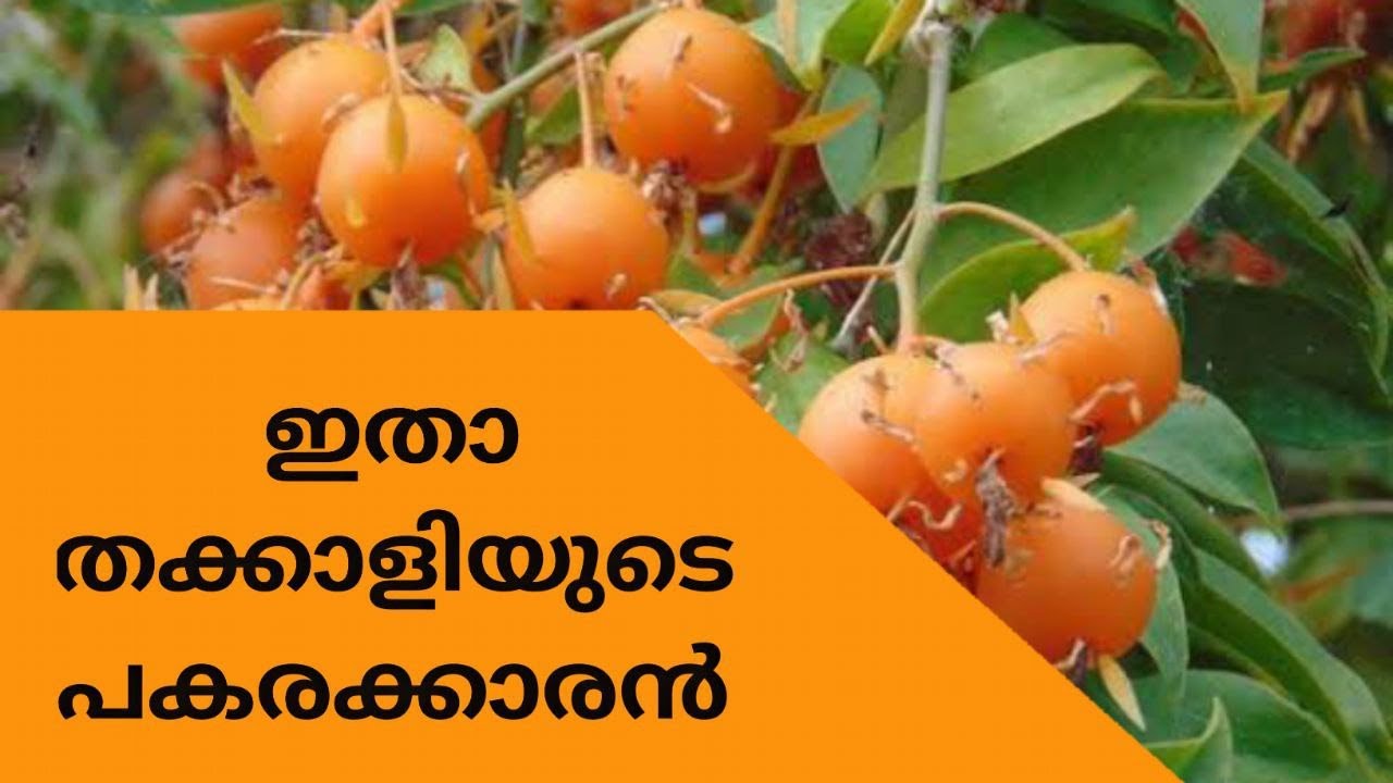 "Discover the Refreshing Delights of Lemon Vine Fruit Plant" YouTube