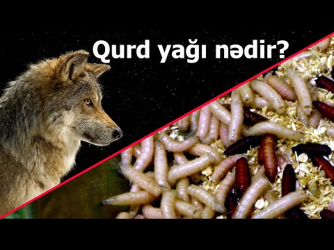 Video: Sənət Insana Necə Təsir Edir