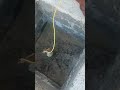 Earthing resistance value check #trending #shorts #electrical #electrician #viral