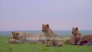 Lioness pride with cubs after lunch break in the African savannah, after feasting on carcass du jour