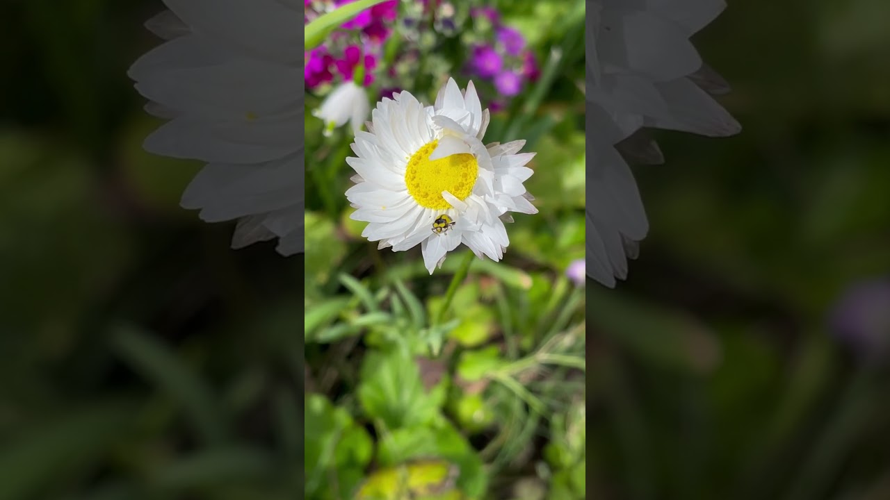 Fungus eating ladybug #ladybug #miraculousnature #wildlife #nature #insects #miraculousnature #bee