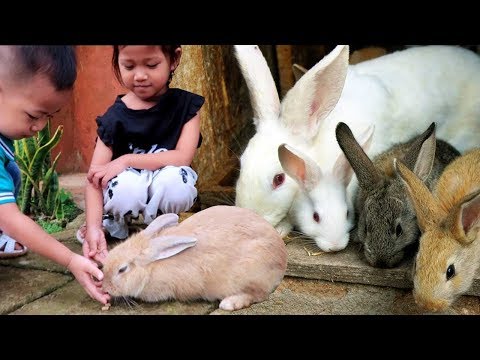 Yuk Kasih Makan Kelinci Lucu!!! - Mengenal Hewan & Liburan Sekolah di Batu Malang Taman Kelinci