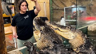 FEEDING MY TWO GIANT GATORS😅