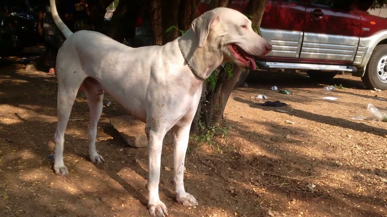 rajapalayam dog 2018 madurai dog show YouTube