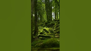 أَفَتُمَٰرُونَهُۥ عَلَىٰ مَا يَرَىٰ،، ماتيسر من سورة النجم،، القارئ جابر القيطان،،