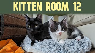 Kitten Room 12: Day 86 - 3 mama cats and 4 kittens