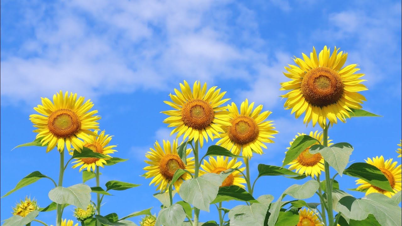 「うれしい夏休み」／ピアノうた創作クラブ〜小学校教員しん平